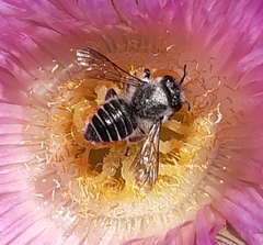 Megachile