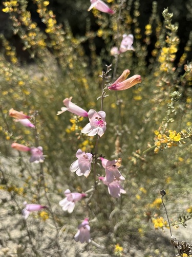 Foothill Penstemon