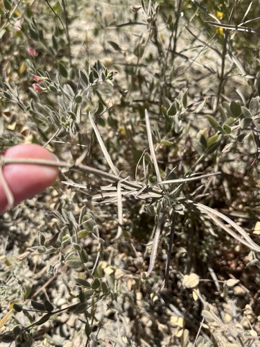 Penstemon heterophyllus