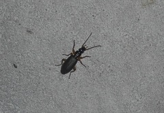 Dailodontus