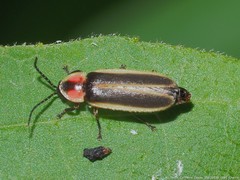 Photinus consimilis
