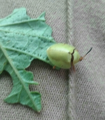Paraselenis