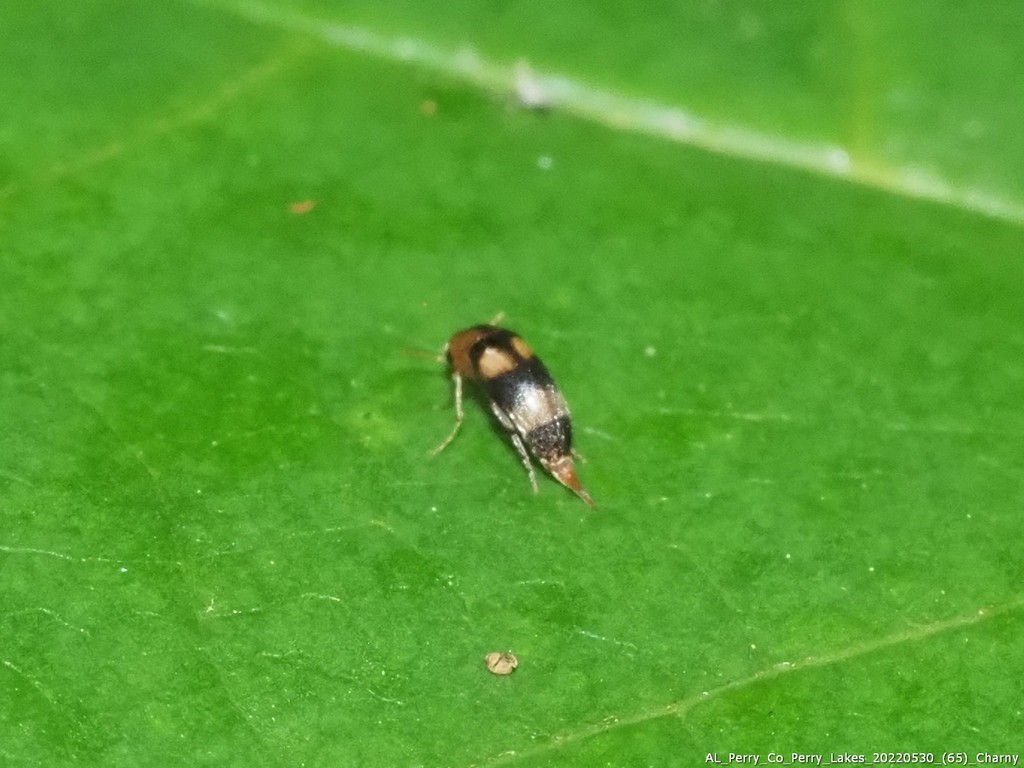 Mordellistena trifasciata from Perry Lakes, Perry County, AL, USA on