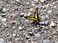 Neographium thyastes