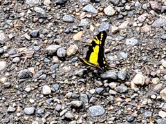 Neographium thyastes