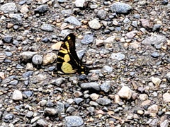 Neographium thyastes