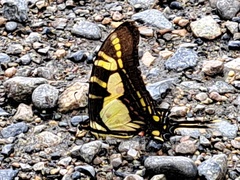Neographium thyastes