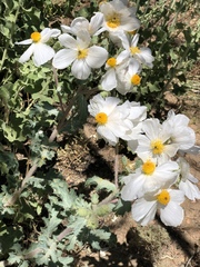 Argemone munita
