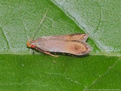 Anacampsis nonstrigella