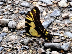 Neographium thyastes