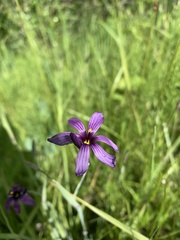Sisyrinchium hitchcockii