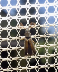 Isorhipis obliqua
