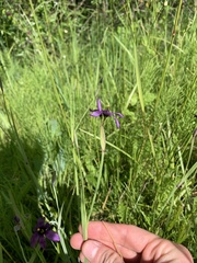 Sisyrinchium hitchcockii