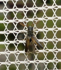 Isorhipis obliqua