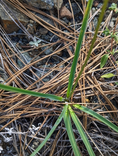 Image of Hastingsia serpentinicola by (c) Logan J.L. Bradley, some rights reserved (CC BY)