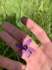 Sisyrinchium hitchcockii
