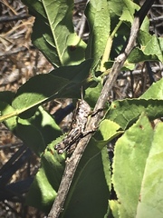 Aeoloplides fuscipes