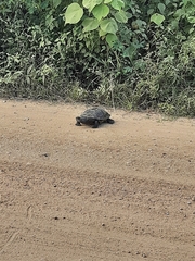 Mesoclemmys tuberculata