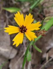 Coreopsis linifolia