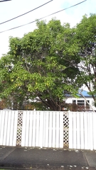 Pittosporum eugenioides