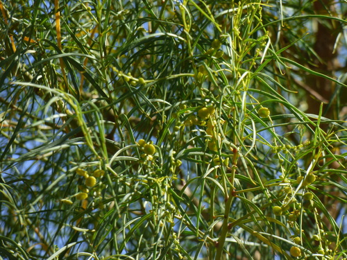 Image of Codonocarpus pyramidalis by no rights reserved