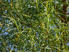 Codonocarpus pyramidalis