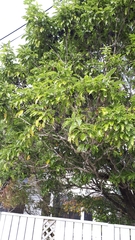 Pittosporum eugenioides