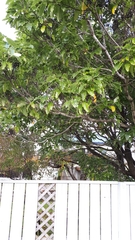 Pittosporum eugenioides