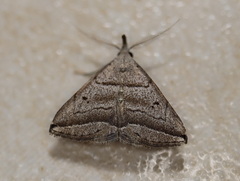 Lysimelia lenis