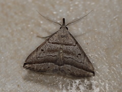 Lysimelia lenis