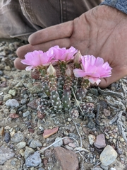 Micropuntia pulchella