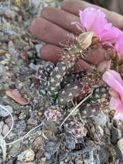 Micropuntia pulchella