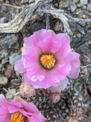 Micropuntia pulchella