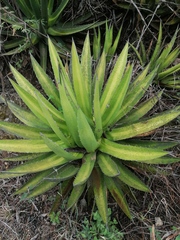 Agave convallis