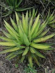 Agave convallis
