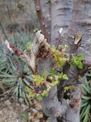 Bursera bipinnata