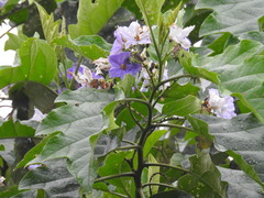 Solanum wrightii