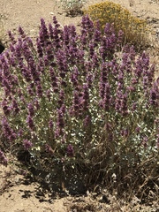 Salvia pachyphylla