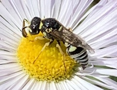 Stenodynerus anormis