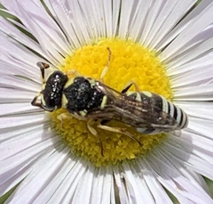 Stenodynerus anormis