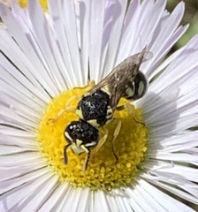 Stenodynerus anormis