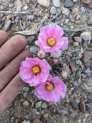 Micropuntia pulchella