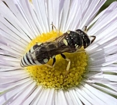 Stenodynerus anormis