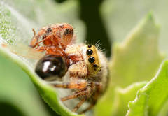 Phidippus clarus