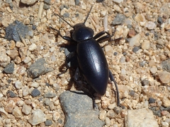 Eleodes grandicollis