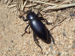 Eleodes grandicollis