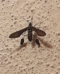 Horama plumipes