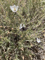Hesperopsis alpheus