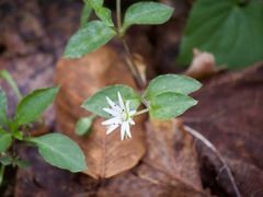 Stellaria corei