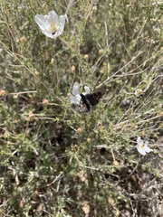 Hesperopsis alpheus
